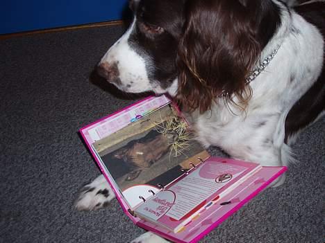 Kleiner münsterländer gina R.I.P :'( - jeg elsker at læse billede 8