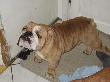 Engelsk bulldog Ib billede 3