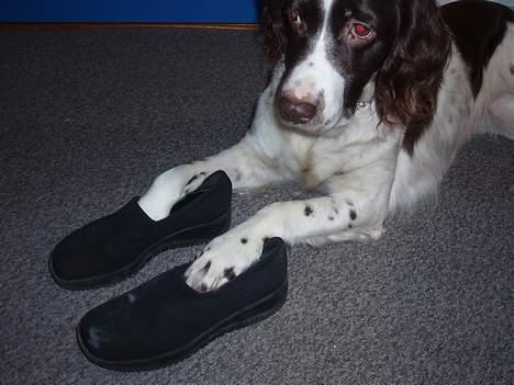 Kleiner münsterländer gina R.I.P :'( - se mine nye sko billede 9