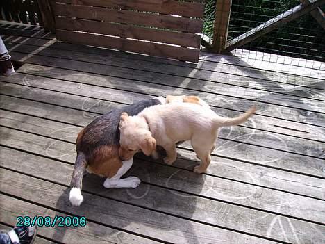 Labrador retriever Tjalfe - her er jeg sammen med min beste ven Buster:-) billede 6