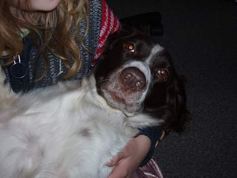 Kleiner münsterländer gina R.I.P :'( - jeg gad godt at ligge sådan hele tiden men jeg skal jo også spise billede 11