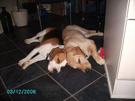 Labrador retriever Tjalfe billede 7