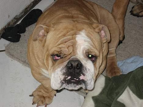 Engelsk bulldog Ib billede 4