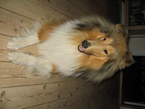 Collie langhåret Bertram billede 18