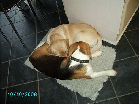 Labrador retriever Tjalfe - Det kan alså også blive hårdt med alt den leg:-) billede 8