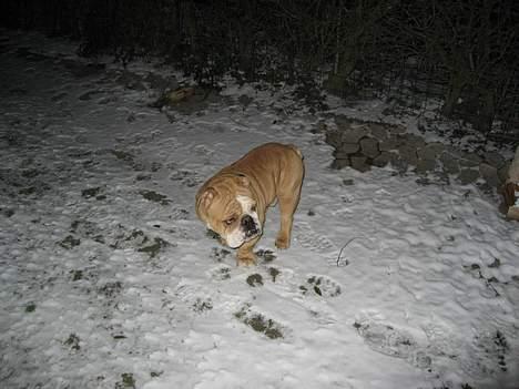 Engelsk bulldog Ib billede 5