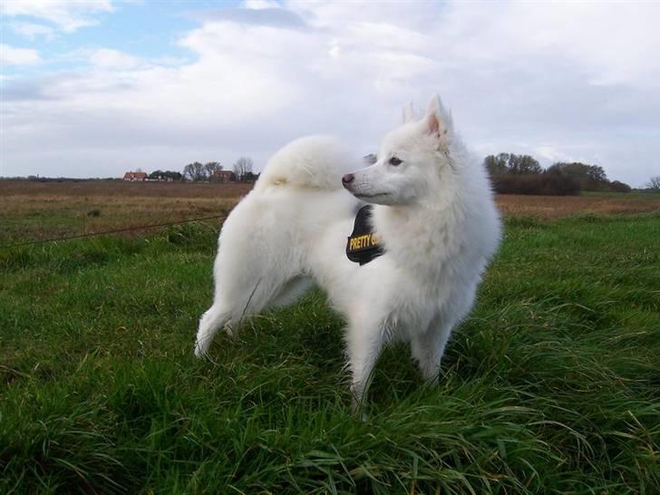 Japansk spids Miska aka smuksakken billede 14