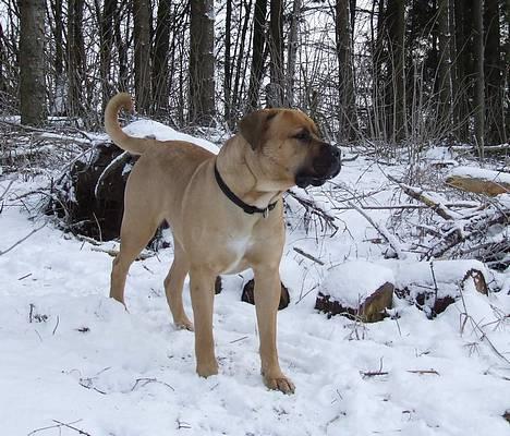 Boerboel ~ Victor ~ R.I.P - Natur mastiffen (d 24 jan 07) billede 18