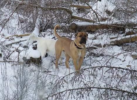 Boerboel ~ Victor ~ R.I.P - Victor og Emma - jooh.. Emma er der skam (d 24 jan 07) billede 19