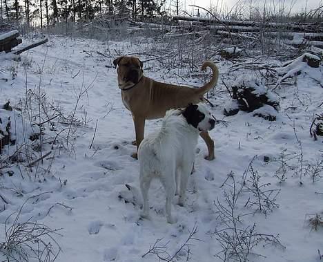 Boerboel ~ Victor ~ R.I.P - I vinterkulden med skønne Emma (d 24 jan 07) billede 20