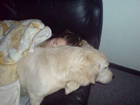 Golden retriever Balto - det er bare så dejligt at putte med mor:) billede 5