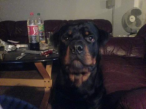 Rottweiler Laban billede 4