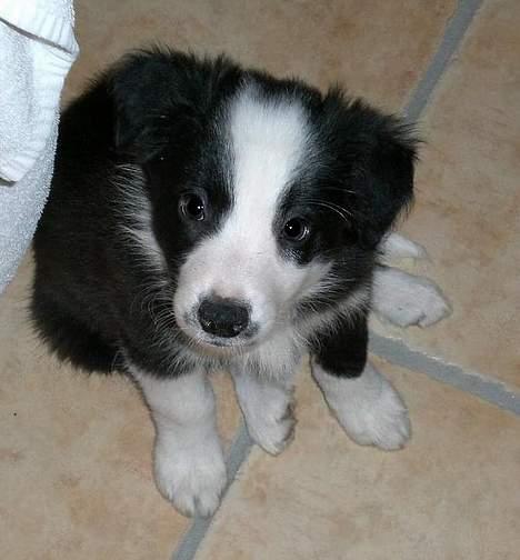 Border collie Freja - 18/11 2005 billede 5
