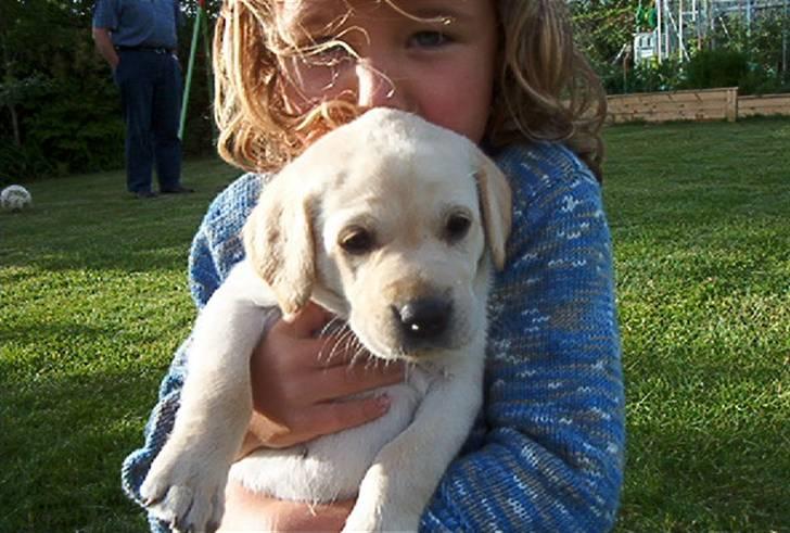 Labrador retriever (formel 1) Molli - Min dejlige hund <3 billede 1