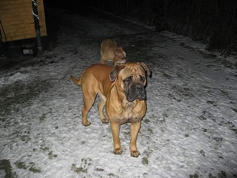 Bullmastiff Holger R.I.P. billede 6