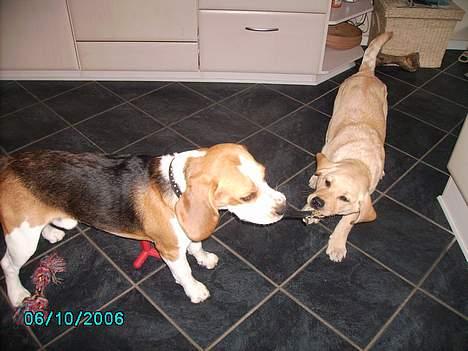 Labrador retriever Tjalfe billede 9