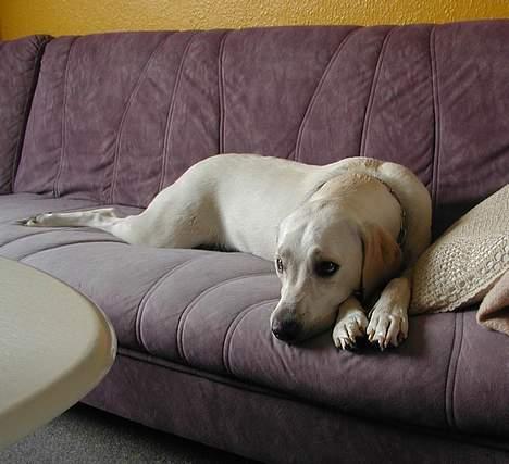 Labrador retriever (formel 1) Molli - min hund der lige tog sig friheder billede 2