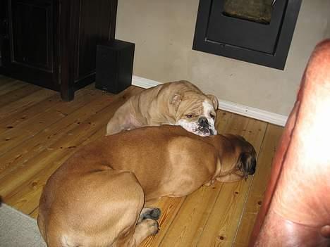 Engelsk bulldog Ib billede 6