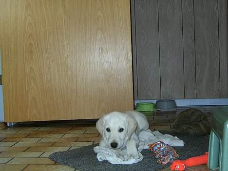 Labrador retriever (formel 1) Molli - da vi lige havde fået hende :D billede 3