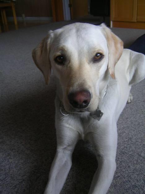 Labrador retriever (formel 1) Molli - min hund i stuen <3 billede 6