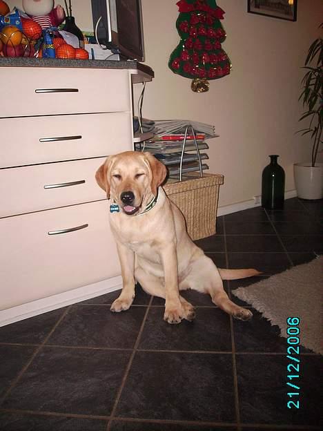 Labrador retriever Tjalfe billede 10