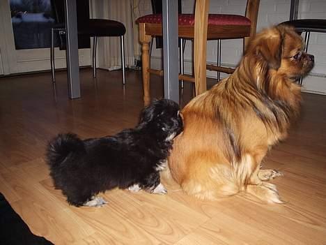 Tibetansk spaniel Sommerlyst´s Don Cimba Zu billede 9