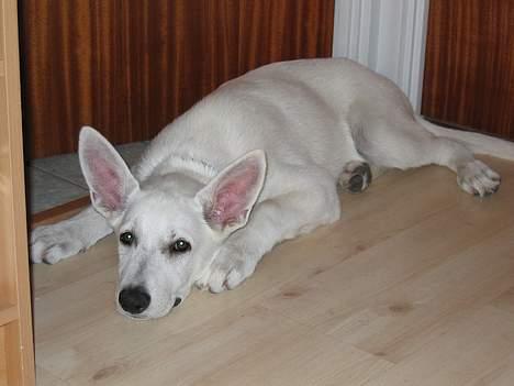 Hvid schæfer Albert - Så er det "flad ud" tid. billede 9