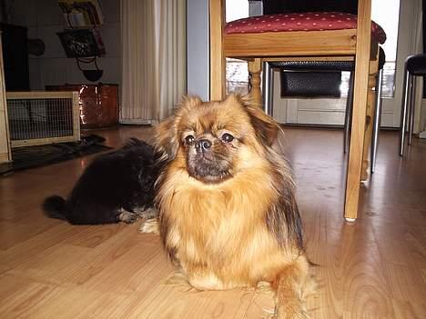 Tibetansk spaniel Sommerlyst´s Don Cimba Zu billede 10