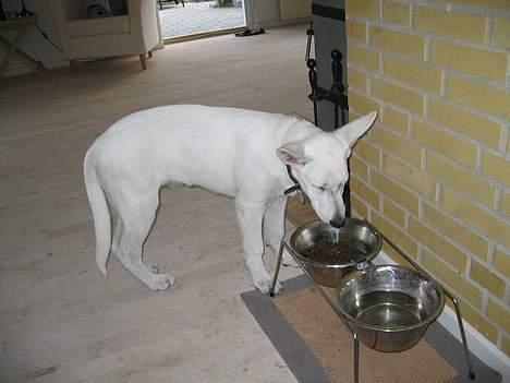 Hvid schæfer Albert - Sikke dog nogle store skåle! billede 10