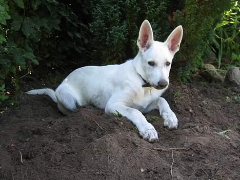 Hvid schæfer Albert - Se hvor fin hvid jeg er, selv om jeg ligger på jorden. billede 11