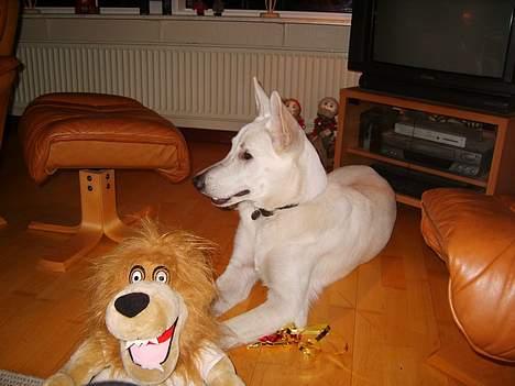 Hvid schæfer Albert - Jubii, en ny FCK løve i julegave. billede 12