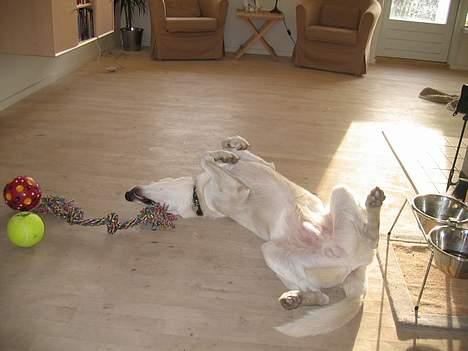 Hvid schæfer Albert - Max hygge på ryggen. billede 13