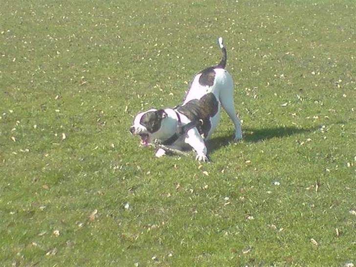 Amerikansk staffordshire terrier chica - lege lege billede 10