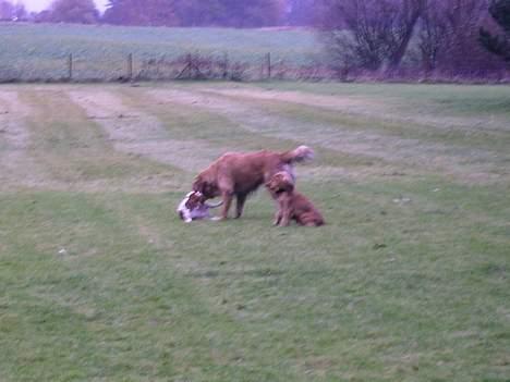 Golden retriever • Hannibal • - Nej hvor er det sjovt at lege med de små hunde til lydighedstræning xD billede 18