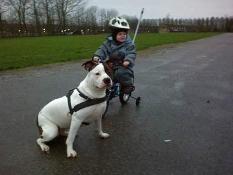 Amerikansk staffordshire terrier chica - chica og Lucas ude og cykle billede 11