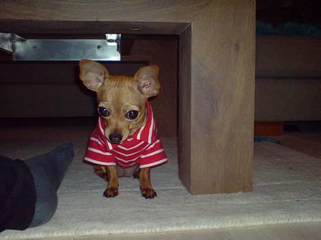 Chihuahua Coco<3 - ...:):) billede 8