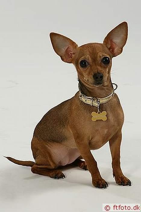 Chihuahua Coco<3 - Nårh <3<3<3 billede 9