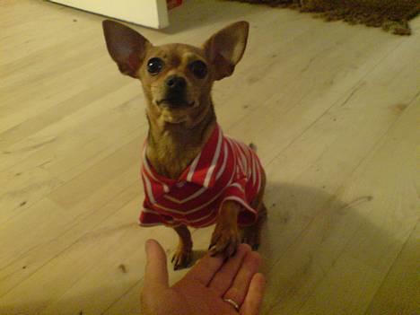Chihuahua Coco<3 - Coco sidder og hygger:) billede 10