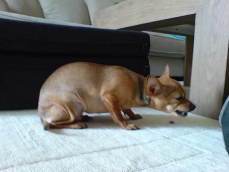 Chihuahua Coco<3 - GggggrrrrrR billede 11