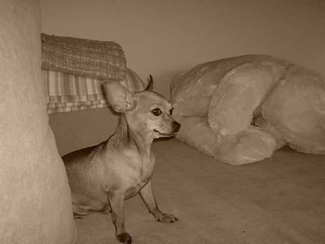 Chihuahua Coco<3 - :) billede 12