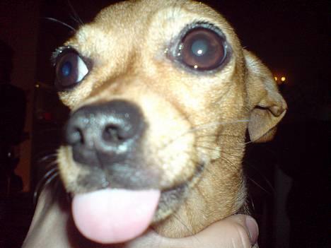 Chihuahua Coco<3 - :b billede 13