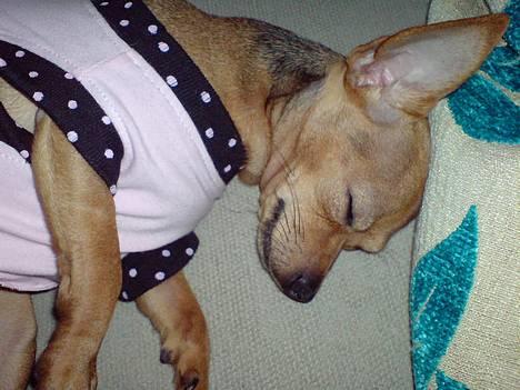 Chihuahua Coco<3 - såå træt efter en lang dag i det fri:) billede 14