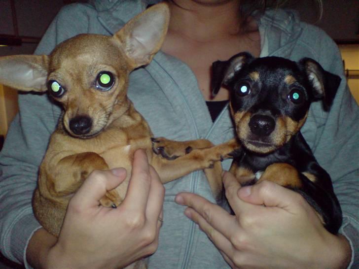 Chihuahua Coco<3 - gullak og coco hygger:) billede 15