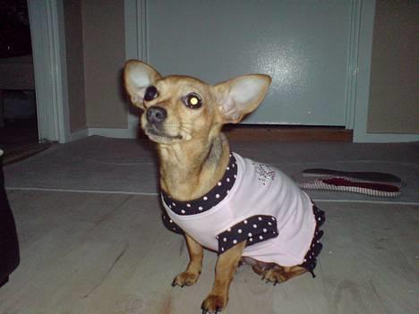 Chihuahua Coco<3 - coco i sin fine prinsesse kjole. billede 16