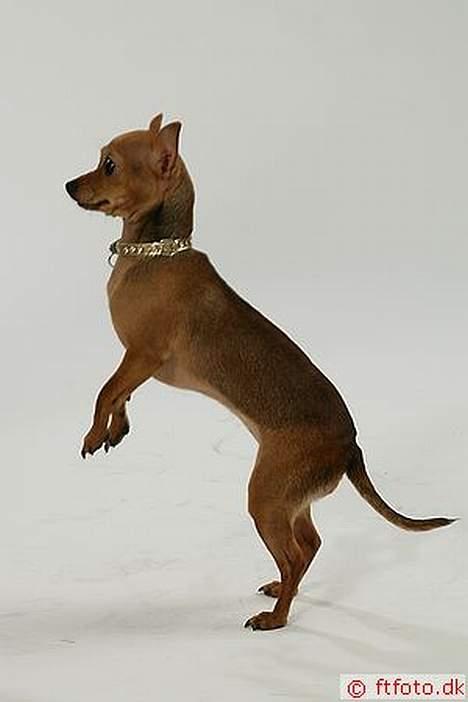 Chihuahua Coco<3 - Wee se alle sammen jeg kan danse:D billede 17