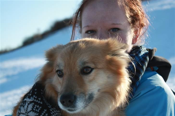 Islandsk fårehund ISHUNDUR'S RAUDKA - Velkommen til Raudkas profil :] billede 3