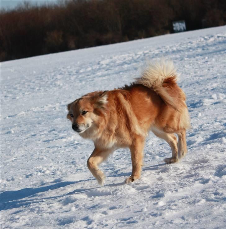 Islandsk fårehund ISHUNDUR'S RAUDKA - Sådan ser Raudka ud, når hun vil hilse på dig :-* billede 4