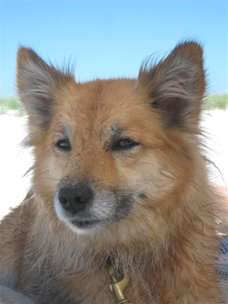 Islandsk fårehund ISHUNDUR'S RAUDKA - Ta´r lige en powernap! :D billede 5