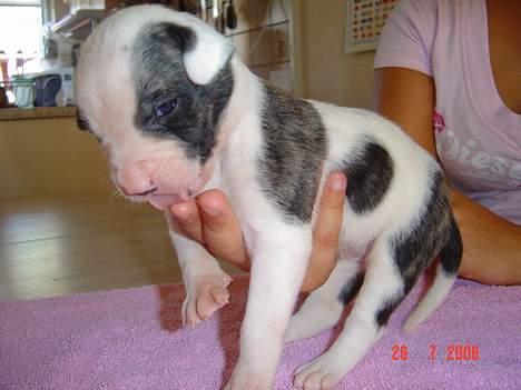 Amerikansk bulldog Aicha billede 10