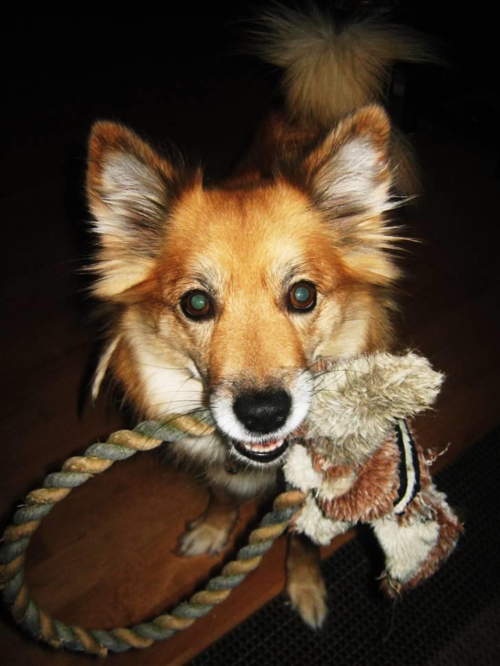 Islandsk fårehund ISHUNDUR'S RAUDKA - Altid klar til at lege :D billede 6